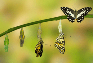 Görsel bir resim. Arka fon bulanıklaştırılmış ve canlı yeşil renkte. Odakta ince yeşil bir dal üzerinde tırtıldan kelebeğe dünüşümü soldan sağa doğru beş aşamada gösteren döngü var. İlk iki aşamada, daldan sarkmış şekilde duran ilki parlak yeşil, ikincisi yeşilin daha koyu ve yumuşak bir tonu üzerine sarı desenli iki koza bulunuyor. Üçüncü ve dördüncü aşamalarda kelebeğin kozanın içini boş bırakarak dışına çıkıyor. 3. aşamada koza kahverengi tonlarında, kelebeğin rengi de koyu sarı ve siyah, kelebeğin görünümünden henüz olgunlaşmadığı anlaşılıyor. 4. aşamada ise koza beyaz ve pamukçuk görünümünde. Burada kelebek kanatları kapalı bir şekilde kozadan sarkıyor ve kanadı sarı renkte, sarı üzerinde de turuncu ve siyah lekeler var. Son aşamada olgunlaşmış, kanatlarını açmış, siyah üzerine beyaz desenli, kanatlarına doğru beyaz benekler olan bir kelebek yerleştirilmiş.